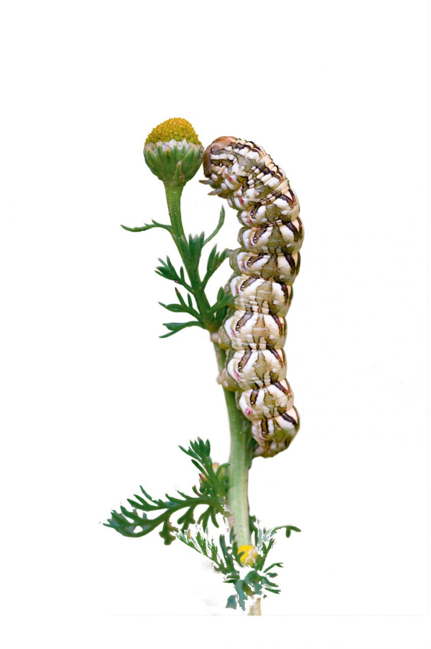 Cucullie de la camomille (Cucullia chamomillae) Chenille Cucullie de la camomille (Cucullia chamomillae)