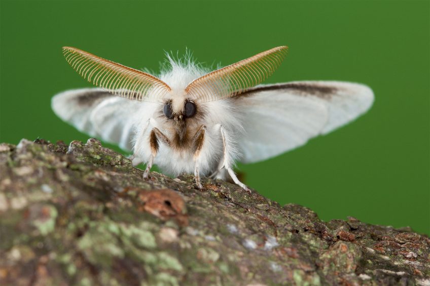 Cul-brun (Euproctis chrysorrhoea) Cul-brun (Euproctis chrysorrhoea)