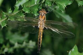 Dans le camp militaire de Chambaran, on peut observer des espèces rares comme le triton crêté ou la libellule cordulie à deux taches. / © Mathieu Juton - cen isère