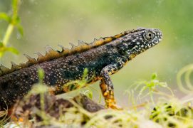 Dans le camp militaire de Chambaran, on peut observer des espèces rares comme le triton crêté ou la libellule cordulie à deux taches. / © Mathieu Juton - cen isère