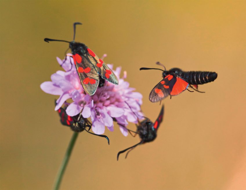 Zygène commune (Zygaena filipendulae)