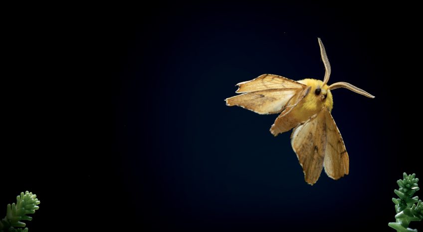 Ennomos du tilleul (Ennomos alnaria)