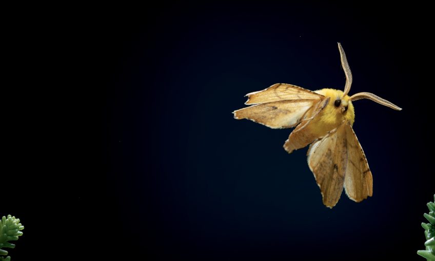 Ennomos du tilleul (Ennomos alnaria)