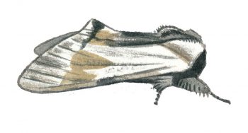 Dragon (Harpyia milhauseri)