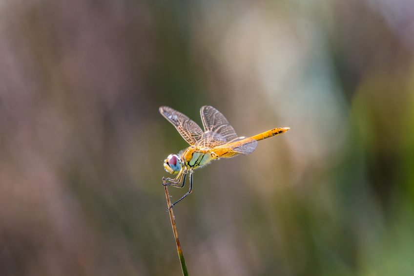 Libellule Sympetrum
