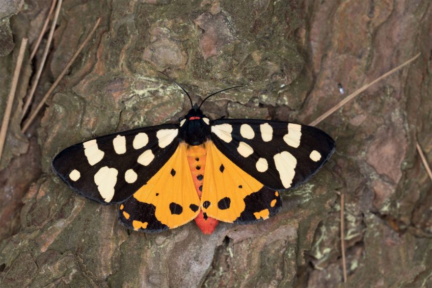 Ecaille fermière (Arctia villica) Ecaille fermière (Arctia villica)