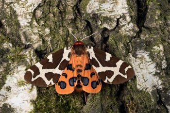 Ecaille martre (Arctia caja) Ecaille martre (Arctia caja)