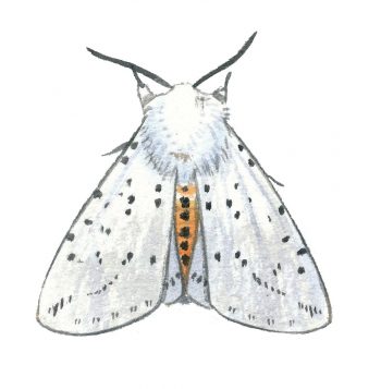 Ecaille tigrée (Spilosoma lubricipeda)