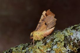 Ennomos du tilleul (Ennomos alniaria) / © Frank Hecker