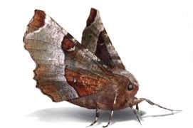 Ennomos illustre (Selenia tetralunaria) / © Jean-Philippe Paul