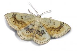 Ephyre omicron (Cyclophora annularia) / © Jean-Philippe Paul