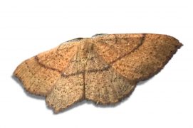 Ephyre trois-cerceaux (Cyclophora ruficiliaria) / © Jean-Philippe Paul