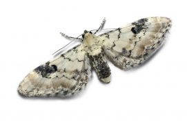 Eupithécie des centaurées (Eupithecia centaureata)