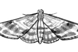 Eupithécie printanière (Eupithecia abbreviata) / © Sylvain Leparoux