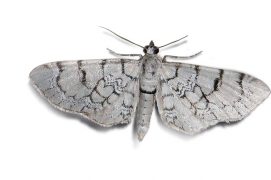 Eupithécie veinée (Eupithecia venosata) / © Jean-Philippe Paul