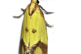 Euxanthie de la Scabieuse (Agapeta zoegana) / © Jean-Philippe Paul