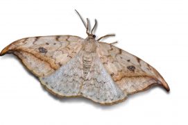 Faucille (Drepana falcataria) / © Jean-Philippe Paul