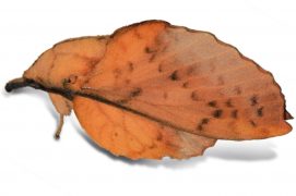 Feuille-morte du peuplier (Gastropacha populifolia) / © Jean-Philippe Paul