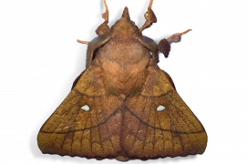 Feuille morte du prunier (Odonestis pruni) / © Jean-Philippe Paul