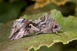 Gamma (Autographa gamma) / © Frank Hecker