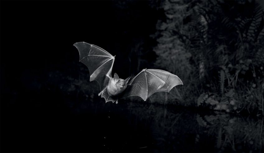 Grand murin Des chauves-souris photographiées de nuit en infrarouge