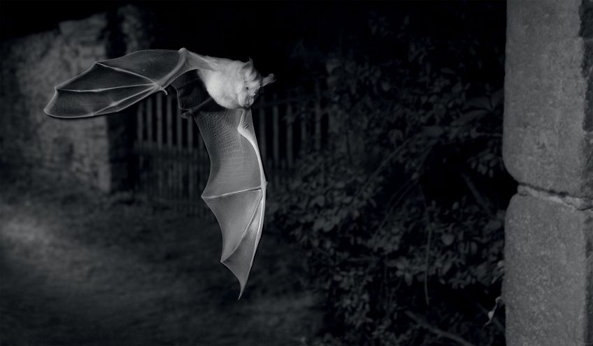 Grand rhinolophe Grand rhinolophe photographié de nuit en infrarouge