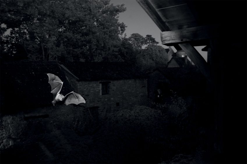 Grand rhinolophe Des Grands rhinolophes photographiées de nuit en infrarouge