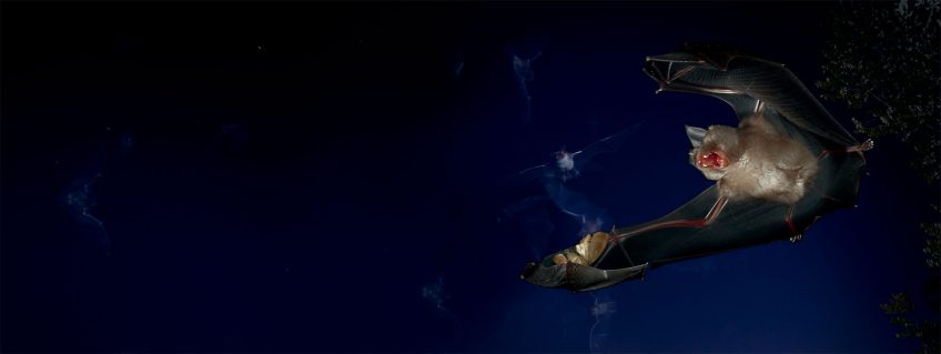 Chaves-souris capturant une noctuelle.