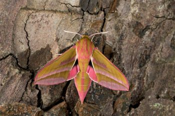 Grand sphinx de la vigne (Deilephila elpenor) Grand sphinx de la vigne (Deilephila elpenor)