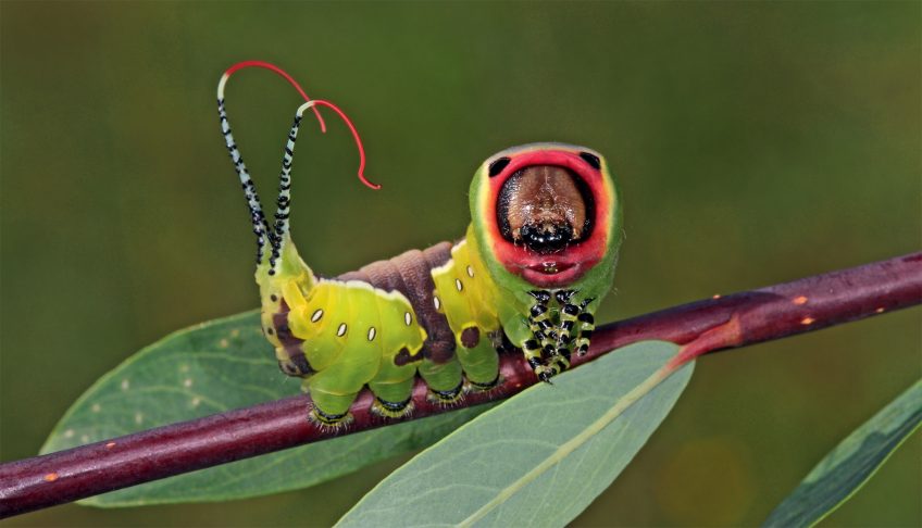 Grande queue fourchue (Cerura vinula) Chenille Grande queue fourchue (Cerura vinula)