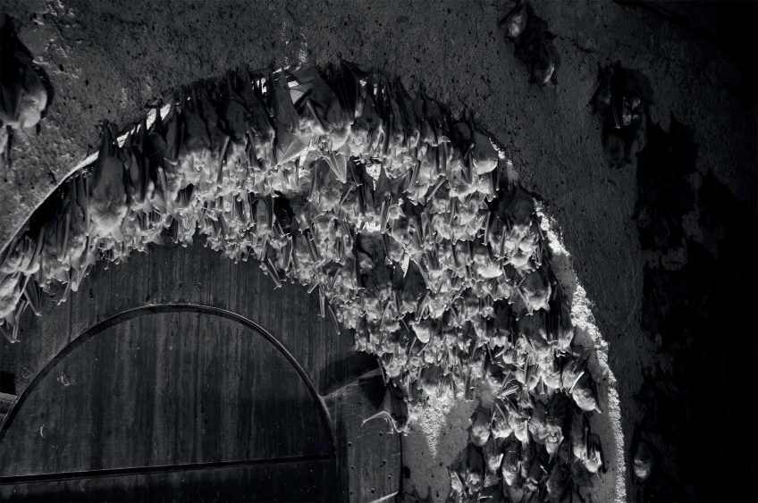 Grands murins Des chauves-souris photographiées de nuit en infrarouge