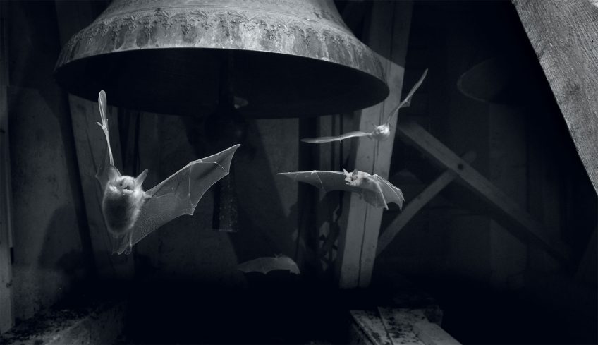 Des chauves-souris photographiées de nuit en infrarouge