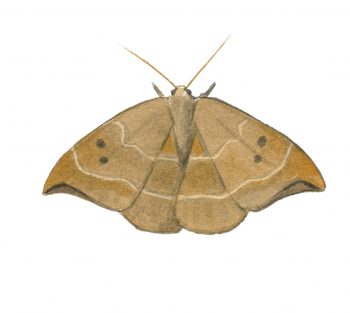 Hameçon (Watsonalla binaria)