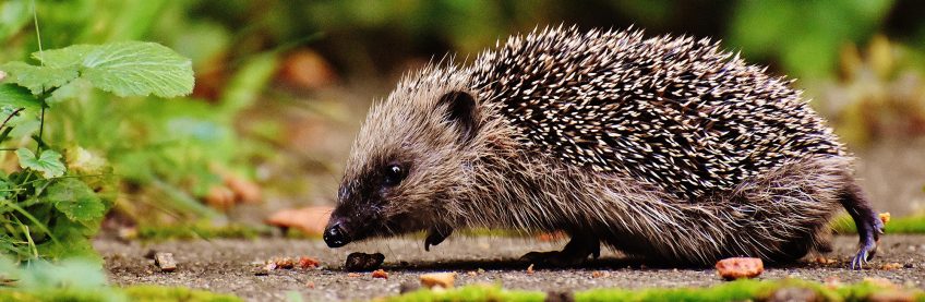 hérisson