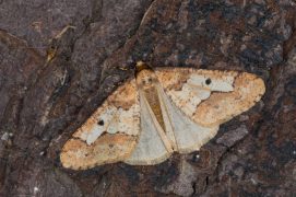 Hibernie défeuillante (Erannis defoliaria) / © Frank Hecker