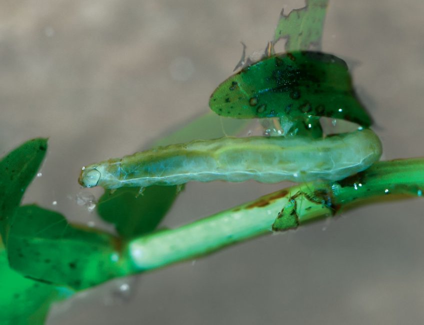 Hydrocampe neigeuse (Acentria ephemerella) Chenille Hydrocampe neigeuse (Acentria ephemerella)