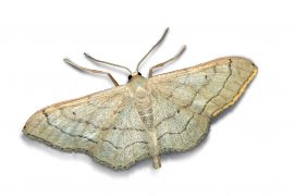 Impolie (Idaea aversata) / © Jean-Philippe Paul