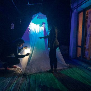 488 papillons de nuit observés dans un jardin en trois ans