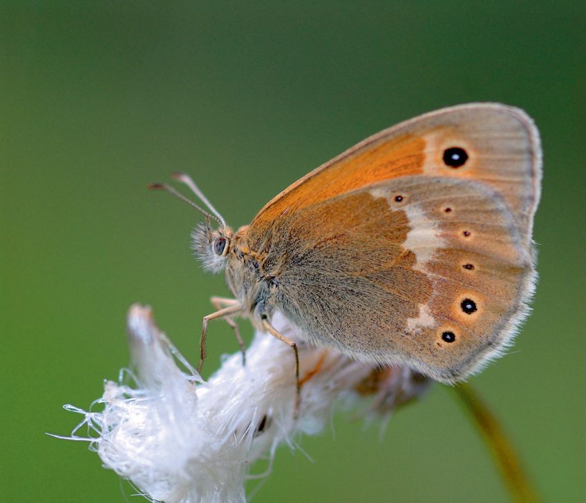 Le fadet des tourbières est un papillon rare qui recherche les zones humides acides riches en linaigrettes.