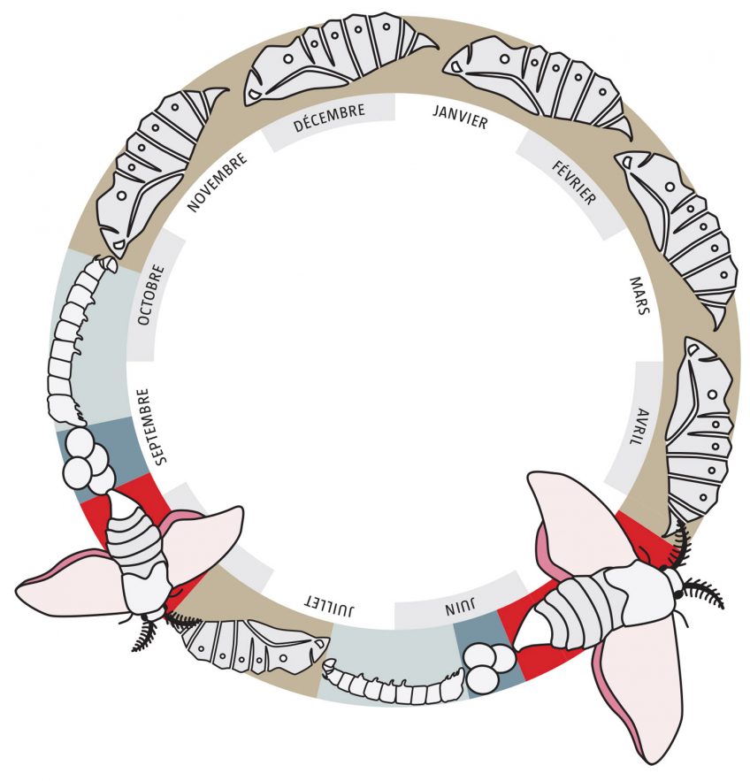 Le gamma 
et la porcelaine sont des papillons dits bivoltins. Ils présentent deux générations par an.