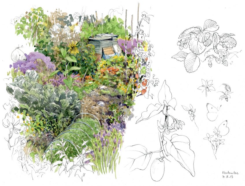 Le goût des plantes aromatiques au jardin en dessin