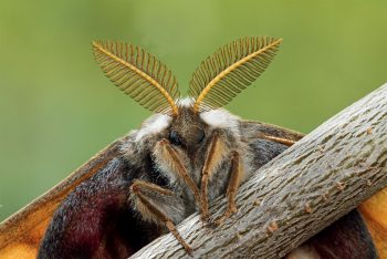 Le mâle de petit paon de nuit (Saturnia pavonia) a des antennes bipectinées : un véritable filet capteur à phéromones femelles. Le mâle de petit paon de nuit (Saturnia pavonia) a des antennes bipectinées : un véritable filet capteur à phéromones femelles.