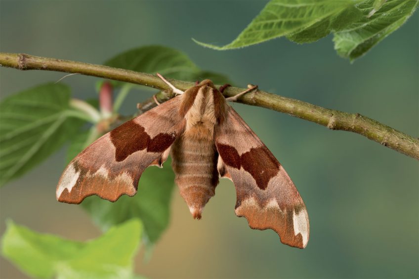 Sphinx du tilleul (Mimas tiliae)