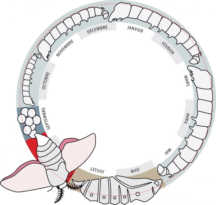 L’ennomos du tilleul et l’écaille martre sont des papillons dits monovoltins. Ils présentent une seule génération dans l’année.