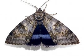 Lichénée bleue (Catocala fraxini) / © Jean-Philippe Paul