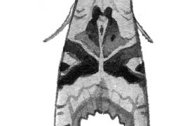 Méticuleuse (Phlogophora meticulosa) / © Sylvain Leparoux