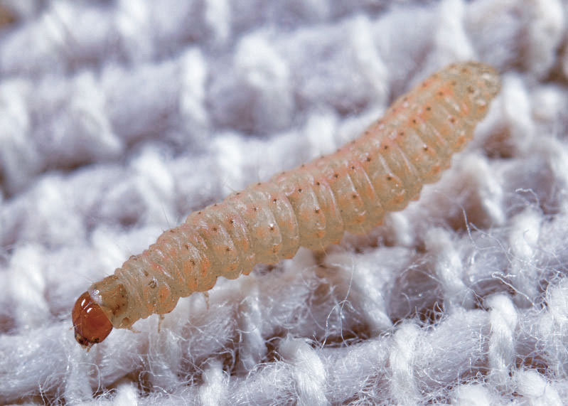 Mite de vêtements (Tineola bisselliella) Chenille Mite de vêtements (Tineola bisselliella)