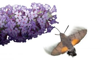 Moro-sphinx (Macroglossum stellatarum) Moro-sphinx (Macroglossum stellatarum)