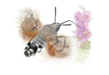 Moro-sphinx (Macroglossum stellatarum)