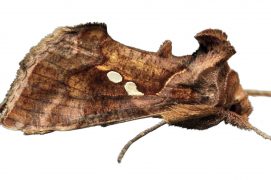 Noctuelle de l’artichaut (Chrysodeixis chalcites) / © Daniel Morel